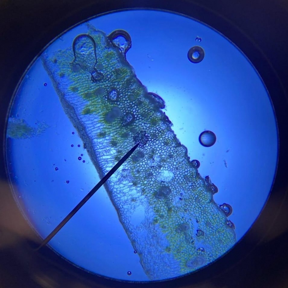 Experimentelles Abitur